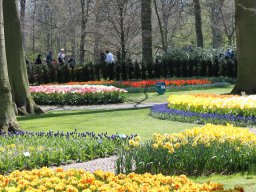 Keukenhof-NL